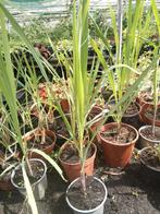 Citroen gras plant 2,50 per plant, Tuin en Terras, Planten | Tuinplanten, Ophalen of Verzenden, Zomer, Volle zon
