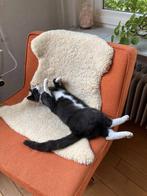 Kater vermist omgeving Hoog-Keppel, Dieren en Toebehoren, Vermiste en Gevonden Dieren, Kat