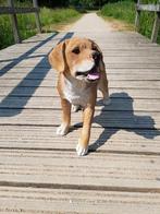 Golden Retrievers, Ophalen, Nieuw, Kunststof, Dierenbeeld