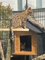 Savannah poesen..een f1 en f7 met stamboom, Poes, Met stamboom