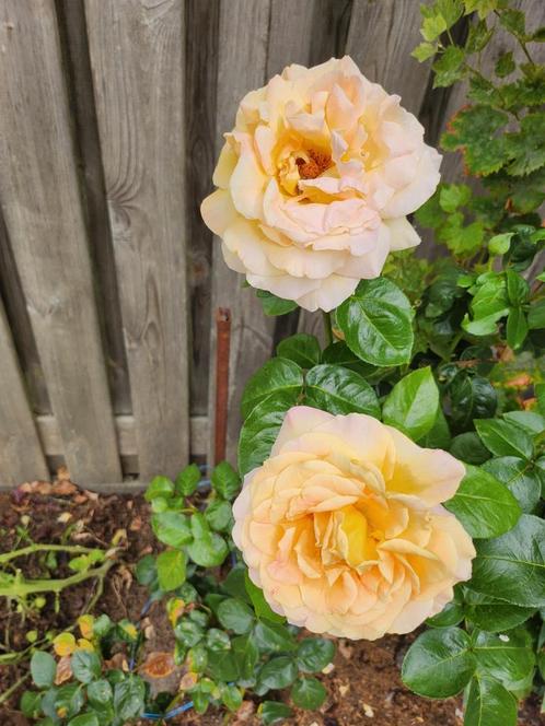 Prachtige Gele Roos - Klimroos, Tuin en Terras, Planten | Tuinplanten, Vaste plant, Overige soorten, Volle zon, Zomer, Ophalen