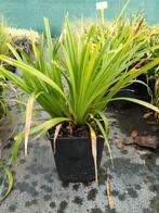 Carex Irish Green | siergras | wintergroen, Tuin en Terras, Vaste plant, Siergrassen, Ophalen of Verzenden, Lente