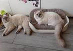Ragdoll katertjes met stamboom, 0 tot 2 jaar