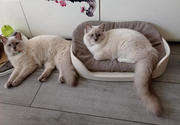 Ragdoll katertjes met stamboom  beschikbaar voor biedingen