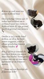 Kittens, Ophalen of Verzenden, Zo goed als nieuw