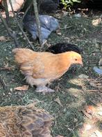 Cochin kriel kuikens – zacht, lief en handtam-, Dieren en Toebehoren, Pluimvee, Kip
