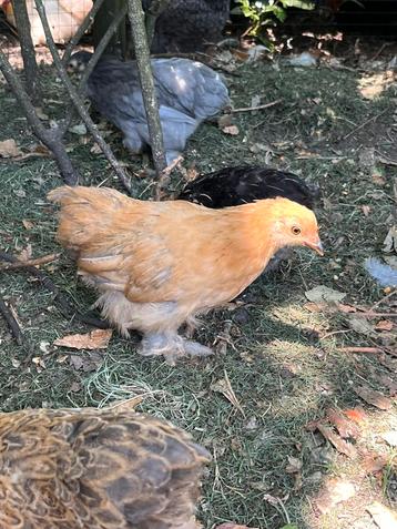 Cochin kriel kuikens – zacht, lief en handtam- beschikbaar voor biedingen