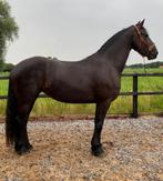3,5 jarige friese merrie te koop, Dieren en Toebehoren, Paarden, Merrie, Gechipt, Zadelmak, 3 tot 6 jaar