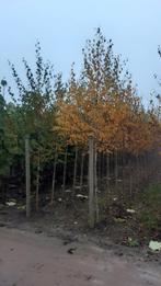 berken bomen, Ophalen, Bloeit niet, Halfschaduw, Overige soorten