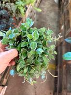 Hoya Krohniana Splash - Pot 12, Ophalen of Verzenden