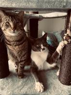 Liefdevol nieuw thuis gezocht voor Bram & Beau, Dieren en Toebehoren, Katten en Kittens | Overige Katten, Meerdere dieren, 3 tot 5 jaar