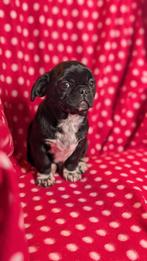 Prachtige Edelmix puppy (reu) – Nabij de grens, Dieren en Toebehoren, Honden | Niet-rashonden, Particulier, 15 weken tot 1 jaar