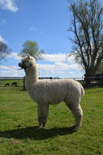 Alpaca met potentie beschikbaar voor biedingen