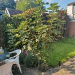 Vijgenboom, Bloeit niet, Overige soorten, 100 tot 250 cm, Ophalen
