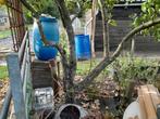 kweepeer boom, Ophalen, Halfschaduw, Overige soorten, 100 tot 250 cm