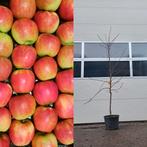Elstar appelbomen, Lente, Appelboom, Volle zon, 100 tot 250 cm