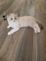 Ragdoll kittens, Dieren en Toebehoren, Kater, Ingeënt