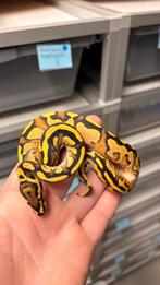 1.0 yellow belly fire 100% het clown ball python, Dieren en Toebehoren, Reptielen en Amfibieën, Slang, 0 tot 2 jaar