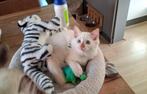 Ragdoll kittens stamboom met DNA Cinnamon (FOK) mogen weg, Dieren en Toebehoren, Katten en Kittens | Raskatten | Langhaar, Meerdere dieren