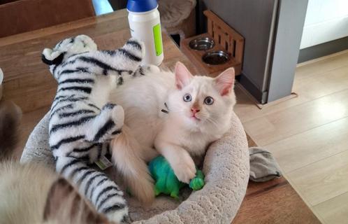 Ragdoll kittens stamboom met DNA Cinnamon (FOK) mogen weg, Dieren en Toebehoren, Katten en Kittens | Raskatten | Langhaar, Meerdere dieren