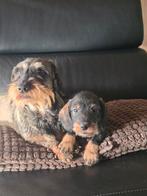 ruwhaar teckel pups, Dieren en Toebehoren, Honden | Teckels en Dashonden, België, Rabiës (hondsdolheid), 15 weken tot 1 jaar, Teef