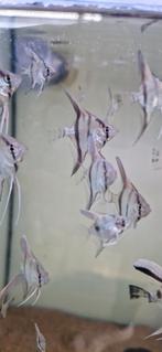 Jonge Silver Maanvissen, Dieren en Toebehoren, Vis