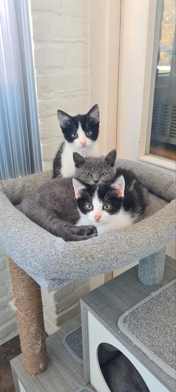 2 lieve kittens uit de opvang  beschikbaar voor biedingen