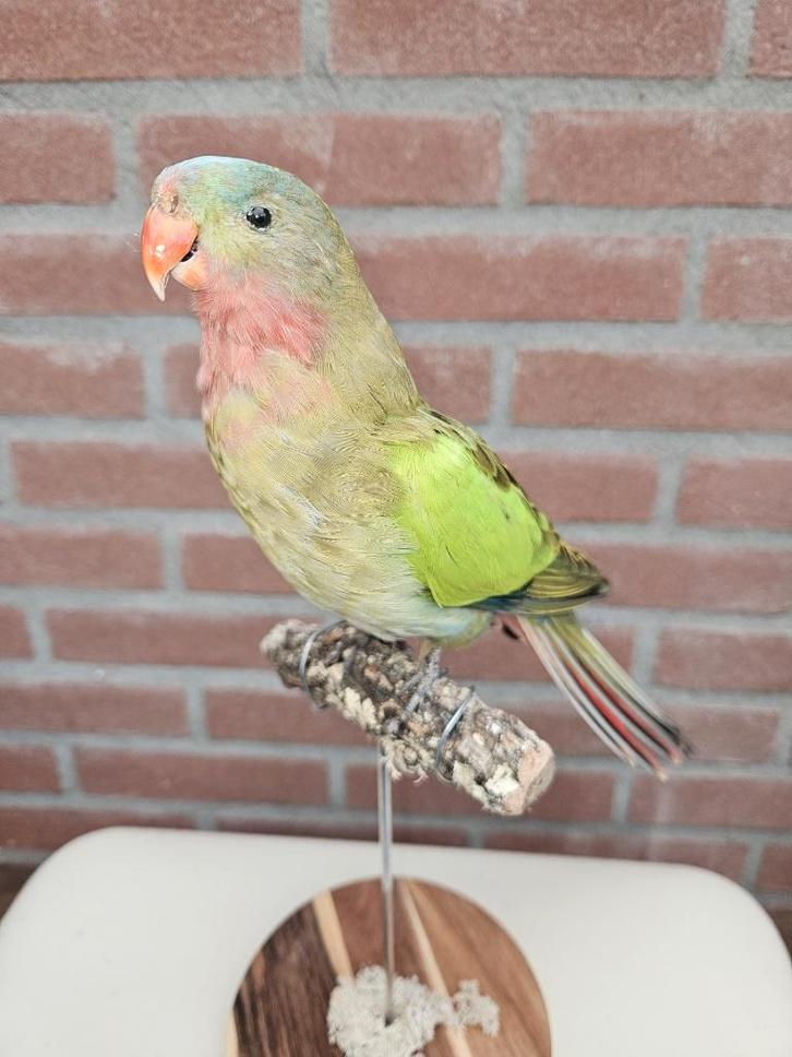 Prachtige wildkleur opgezette princes of wales parkiet, Verzamelen, Dierenverzamelingen, Nieuw, Opgezet dier, Vogel, Ophalen of Verzenden