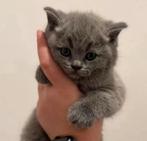 Kittens Brits kort haar laatste 1 kitten, Dieren en Toebehoren, Katten en Kittens | Dekkaters