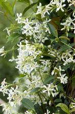 Toscaanse jasmijn 80/90 cm €9,99 pst, Tuin en Terras, Ophalen of Verzenden, Klimplanten, Volle zon