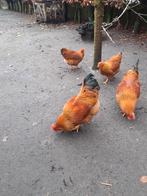 New Hampshire Haan, Dieren en Toebehoren, Pluimvee, Mannelijk, Kip