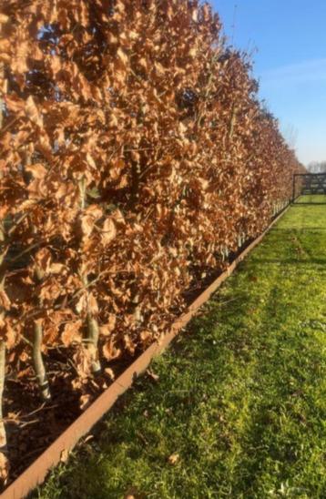 Borderrand cortenstaal 3 meter 2mm dik beschikbaar voor biedingen