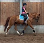 Top brave grote newforest familie/kinderpony, Dieren en Toebehoren, Paarden, Ruin, Dressuurpaard, 0 tot 2 jaar, 160 tot 165 cm