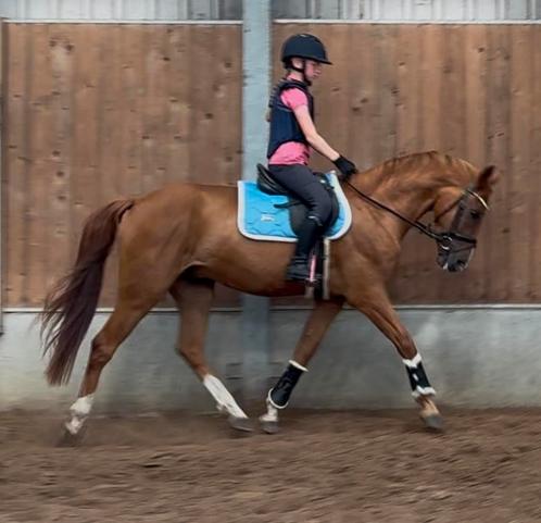 Top brave grote newforest familie/kinderpony, Dieren en Toebehoren, Paarden, Ruin, Onbeleerd, 160 tot 165 cm, 0 tot 2 jaar, Dressuurpaard