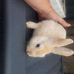 Jonge Konijntjes, Dieren en Toebehoren, Meerdere dieren, Klein, 0 tot 2 jaar