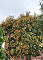 Chinese Vernisboom Zaden - 3 stuks, Tuin en Terras, Planten | Bomen, Volle zon, Minder dan 100 cm, Zomer, Overige soorten