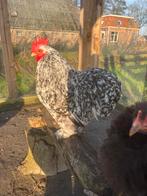 Mooie Cochin haan, Dieren en Toebehoren, Pluimvee, Mannelijk, Kip