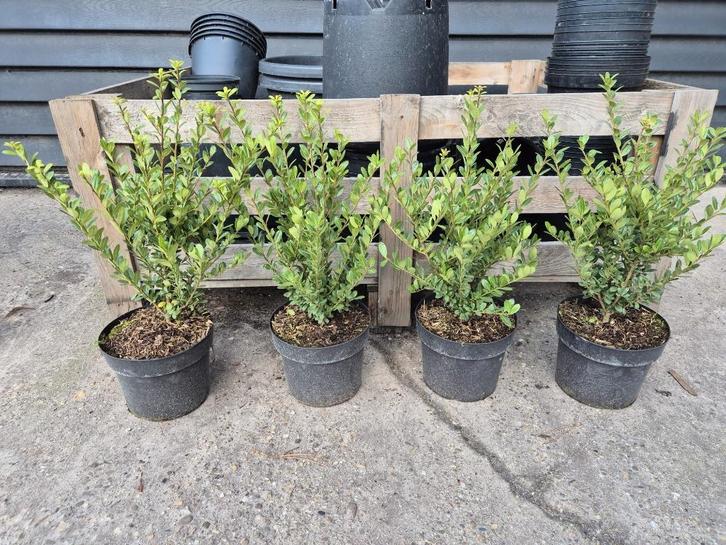 Ilex Crenata Caroline Upright - ideale buxusvervanger, Tuin en Terras, Planten | Struiken en Hagen, Haag, Hulst, Minder dan 100 cm