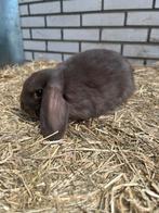 NHD choco Ram, Dieren en Toebehoren, Konijnen, Mannelijk, Dwerg, Hangoor, 0 tot 2 jaar