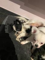 Chihuahua pups, België, Particulier, Rabiës (hondsdolheid), 8 tot 15 weken