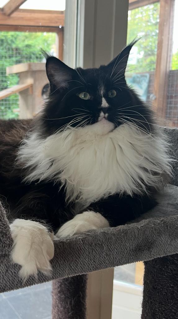 Maine Coon X kittens, Dieren en Toebehoren, Katten en Kittens | Raskatten | Langhaar, Meerdere dieren, Gechipt, Ontwormd