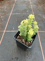 Crassula Portulacaria, Huis en Inrichting, Kamerplanten, Ophalen of Verzenden, Halfschaduw, Minder dan 100 cm