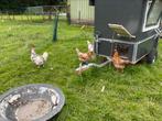 Bonte leghorn hennetjes, Dieren en Toebehoren, Pluimvee, Vrouwelijk, Kip