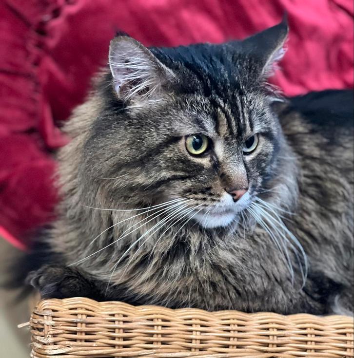 Maine Coon dekkater met stamboom voor buitendekking, Dieren en Toebehoren, Katten en Kittens | Dekkaters