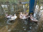 Koppels bonte kwakers, Dieren en Toebehoren, Pluimvee, Meerdere dieren, Eend