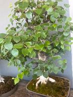 Bonsai witte Berk, Tuin en Terras, Planten | Bomen, Ophalen, Bloeit niet, Halfschaduw, Overige soorten