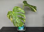 Monstera Thai Constellation stek, Ophalen, Overige soorten, Minder dan 100 cm