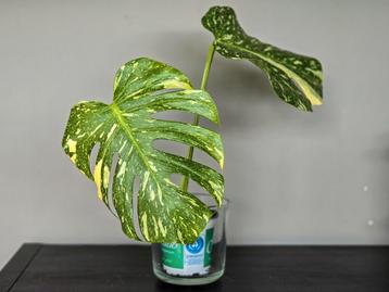 Monstera Thai Constellation stek beschikbaar voor biedingen