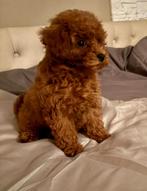 Toypoedel / Toy poedel / Toypoodle / Toy poodle, Dieren en Toebehoren, Honden | Chihuahua's en Gezelschapshonden, Poedel, België