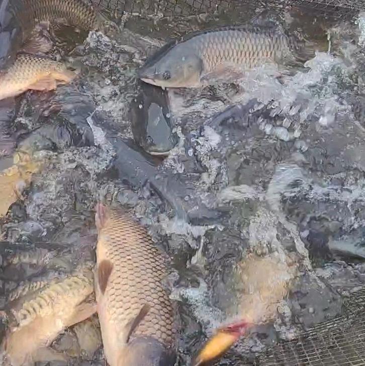 Spiegelkarper, schubkarper, graskarper, giebel, zeelt, Dieren en Toebehoren, Vissen | Aquariumvissen, Vis